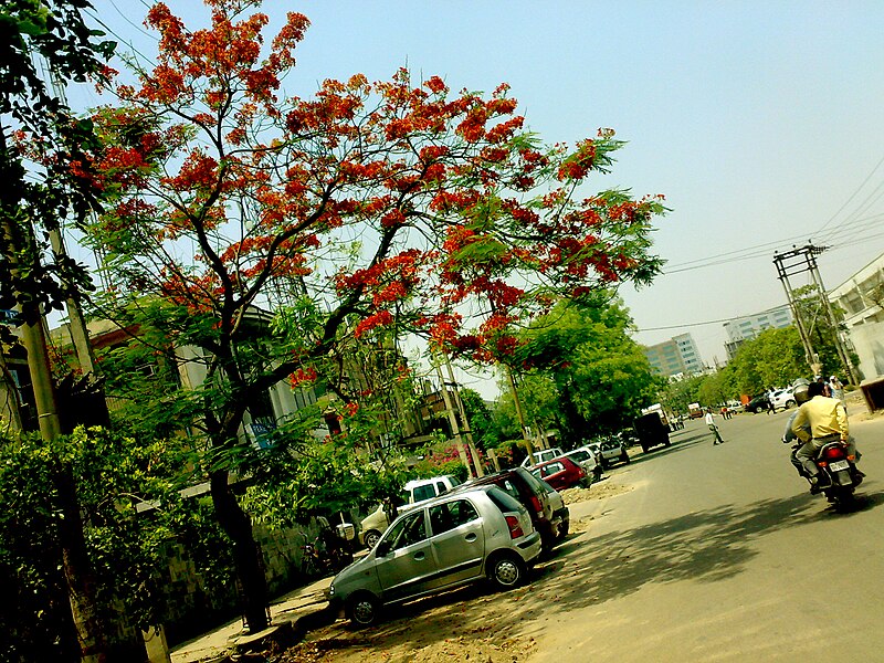 File:Noida Gulmohar Tree.jpg