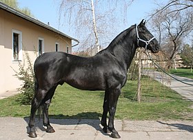 Nonius noir au haras national de Mezőhegyes en Hongrie, 2007.