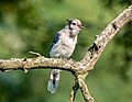 Image 19Blue jay fledgling calling for its parent in Green-Wood Cemetery