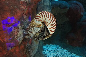 Chambered nautilus (Nautilus pompilius) at the zoo's former Invertebrate Exhibit.