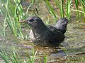 Juvenile in Nason Creek, Washington, USA