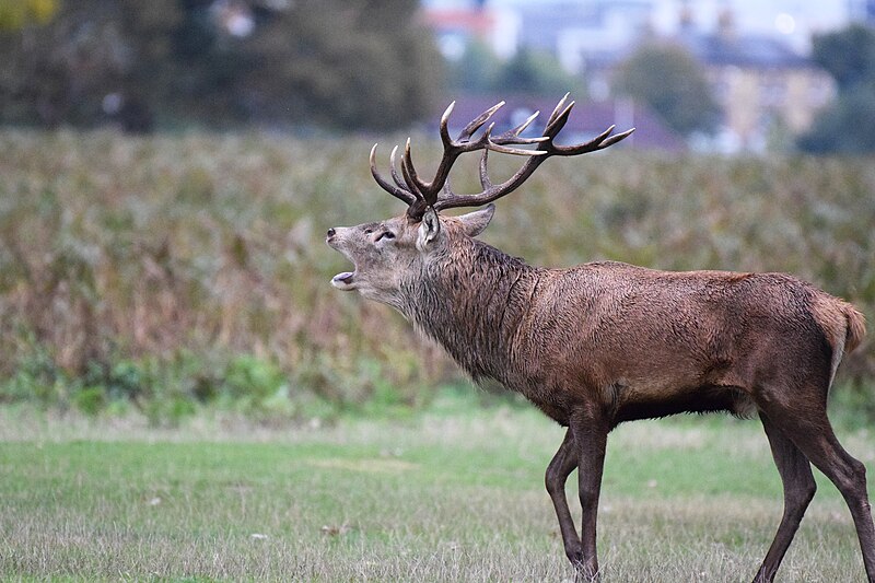 File:Deer and stags during the rutting season - Bushy Park (50444198511).jpg