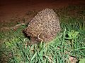 Erinaceus europaeus (ru:Обыкновенный ёж, или европейский ёж) (en:European hedgehog, or common hedgehog) (de:Braunbrustigel, auch Westeuropäischer Igel oder Westigel) (lv:Parastais ezis jeb Eiropas ezis)