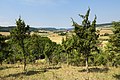 Wald südöstlich von Netra