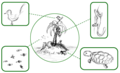 Image 19Simplified schematic of an island's fauna – all its animal species, highlighted in boxes (from Fauna)