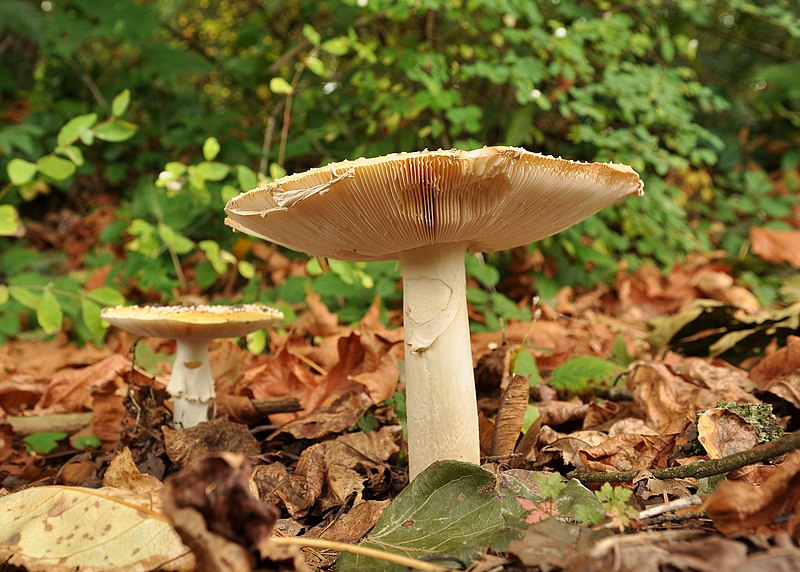 File:Fly Agaric (Amanita muscaria) 2.JPG