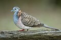 Bar-shouldered dove