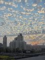 Altocumulus floccus e una serie di Altocumulus castellanus disposti in un'unica fila