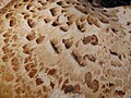 Cuticule squameuse (Polyporus squamosus)