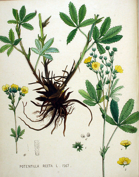 File:Potentilla recta — Flora Batava — Volume v20.jpg