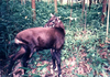 The saola (Pseudoryx nghetinensis