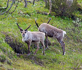 Natuurlijke begrazing door rendieren in Zweden