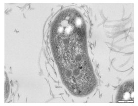 Nitrobacter winogradskyi