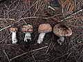 Agaricus benesii