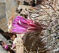 Flower of Cochemiea tetrancistra