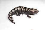 Thumbnail for Marbled salamander