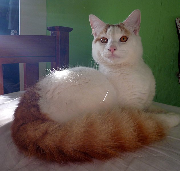 File:Morris, a cat of the Turkish Van.jpg