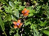 Lysimachia arvensis