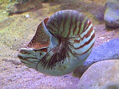 Nautilus pompilius