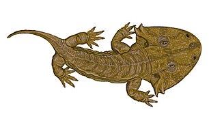 Dessin d'un Zatracheidae : Acanthostomatops vorax.