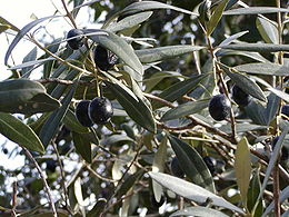 Europinis alyvmedis (Olea europaea)