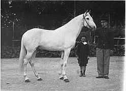 Photo d'un cheval vu de profil, en noir et blanc