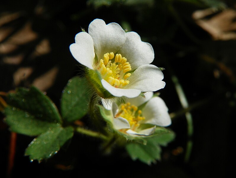 File:Barren Strawberry (Potentilla sterilis).jpg