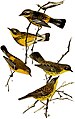 Setophaga magnolia (common: Magnolia Warbler) No. 1, 2, & 3, from Bird-Lore, Vol. 6 No.6.