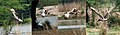 Black-necked stork Ephippiorhynchus asiaticus- Take off to landing at Sultanpur