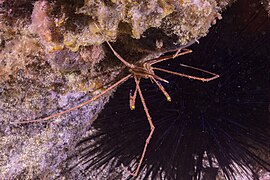 Cangrejo araña (Stenorhynchus seticornis), franja marina Teno-Rasca, Tenerife, España, 2022-01-05, DD 94.jpg