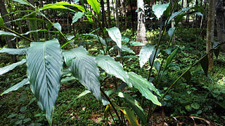 Cardamom plant (one year old)