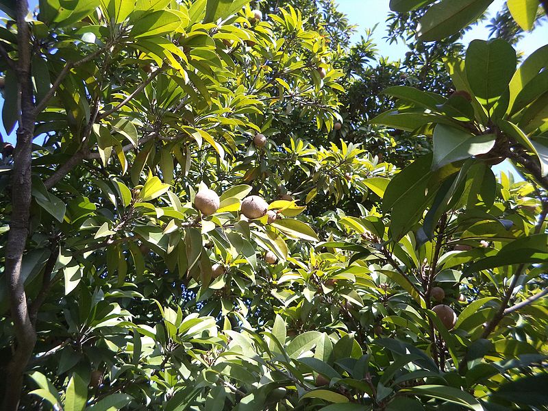 File:Fruit trees (cheeku).jpg