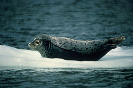 Geweune zêehoend (Phoca vitulina)