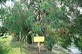 Tree at Hiroshima Castle. Located 740 m from Ground Zero, it survived the bombing, although the castle was leveled.