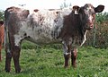 Shorthorn-Rind