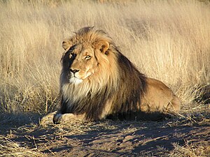 Lööw (Panthera leo) VU - vulnerable (uun gefoor)