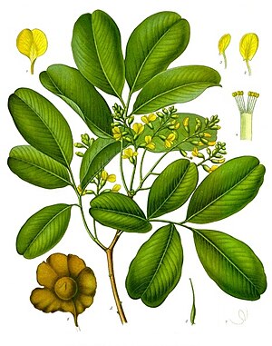 Pterocarpus marsupium