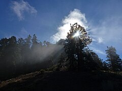 Sunlight filtering through a tree near Pilot Rock