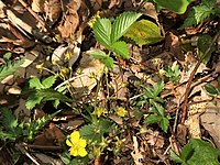 Potentilla toyamensis