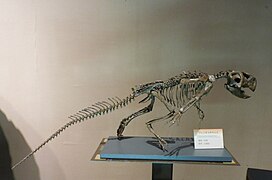 Psittacosaurus mongoliensis fossil from China.jpg