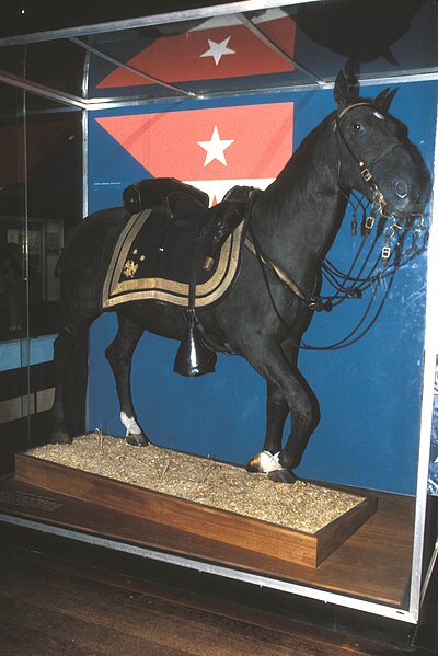 File:SHERIDAN'S HORSE RIENZI, NATIONAL MUSEUM OF AMERICAN HISTORY, WASHINGTON D.C..jpg