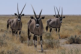 Gemsbokke i nærheden af Etosha nationalpark