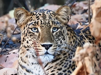 Leopard african