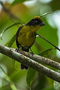 Tricolored Brush-Finch - Colombia S4E9856 (23096532120).jpg