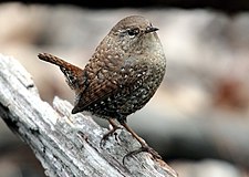 Troglodytes hiemalis (Oost-Amerikoans wynterkeunynksje)