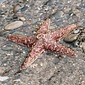 Pisaster ochraceus, sulla spiaggia del Parco nazionale di Olympic, USA.