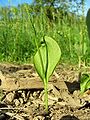 Figura 4.5. Ophioglossum vulgatum. Nótese la fronde con una pina basal fértil y una pina apical estéril.