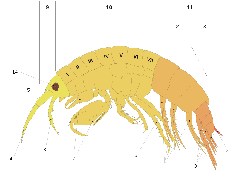 File:Amphipod anatomy.svg