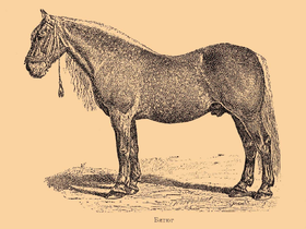 Image illustrative de l’article Voronej (cheval)