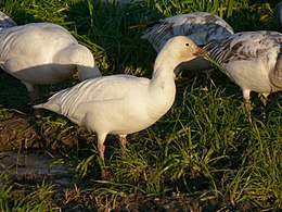 Snieginė žąsis (Anser caerulescens)